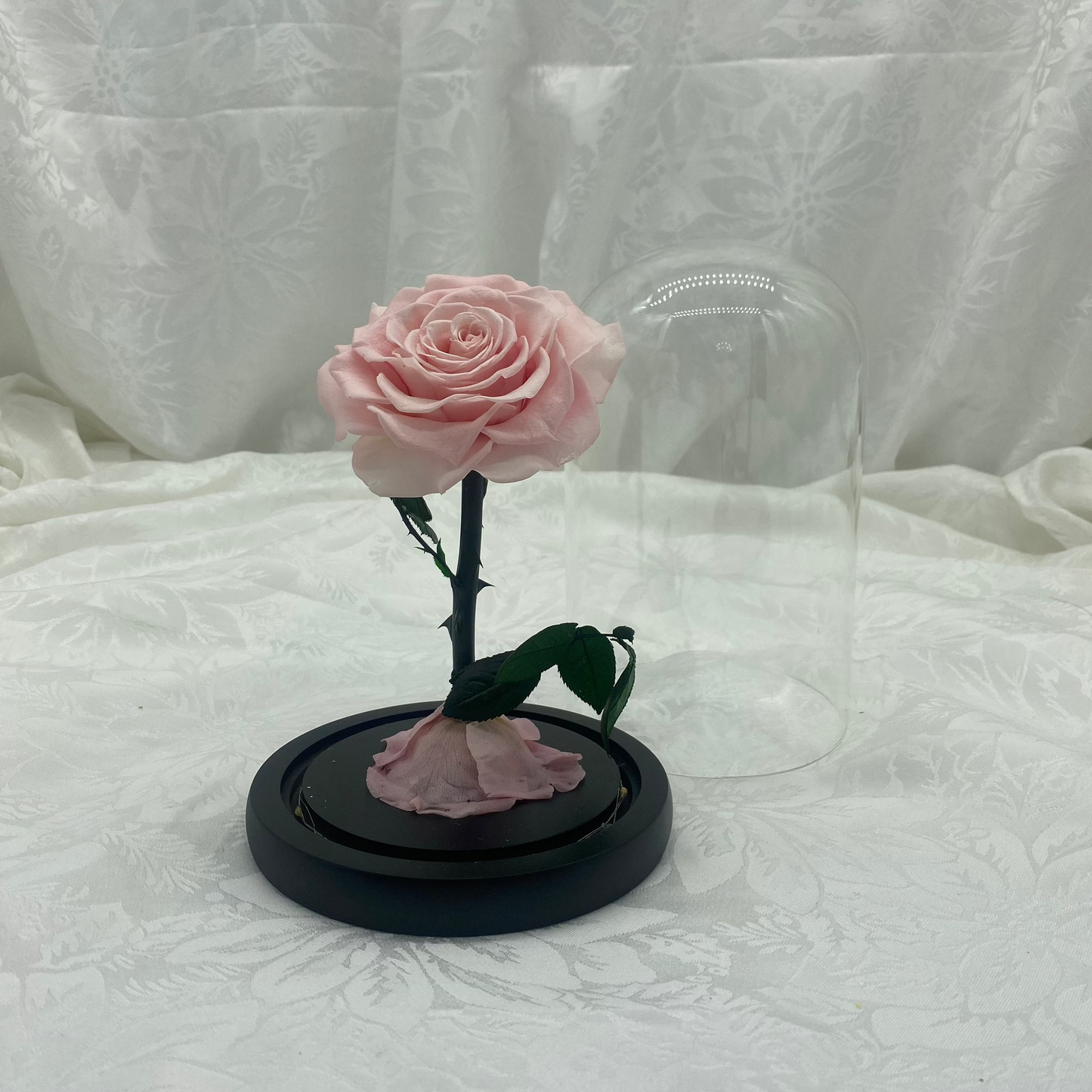 Blush Dome, 25cm