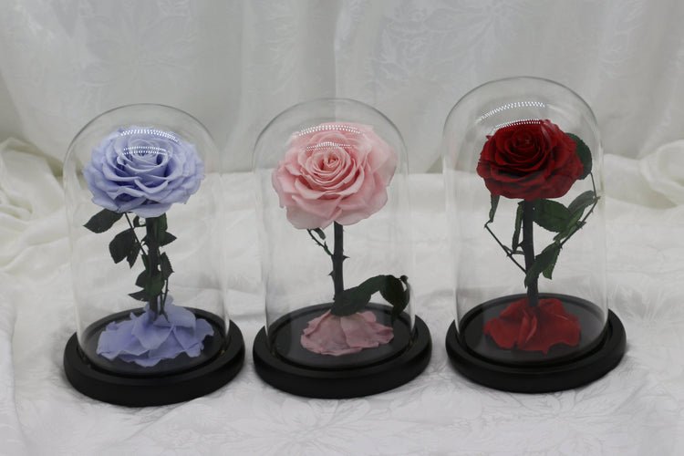 Enchanted Roses