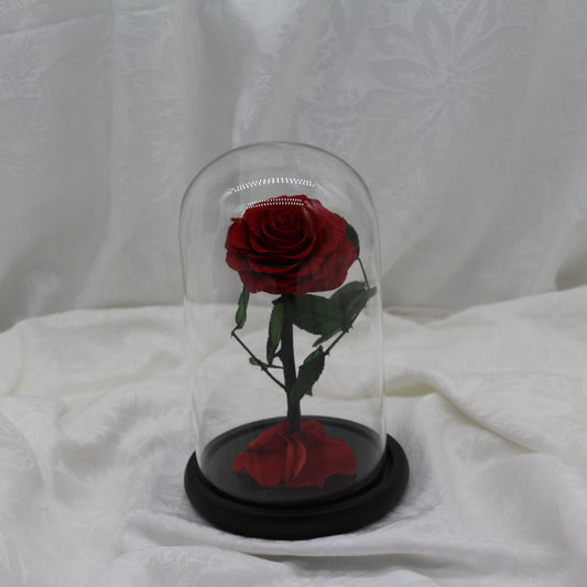 Scarlet Dome, 25cm