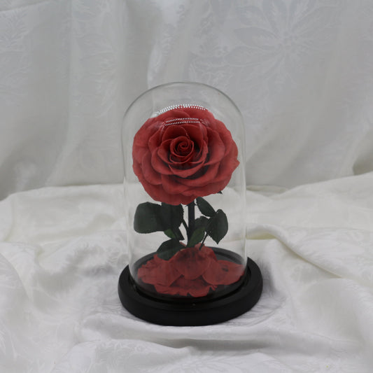 Crimson Dome, 25cm